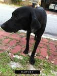 Harvey - Labrador Retriever + Weimaraner Dog