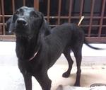 Harvey - Labrador Retriever + Weimaraner Dog