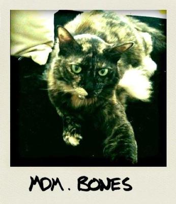 Bones - Domestic Long Hair Cat