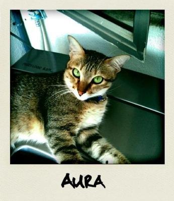 Aura  - Domestic Short Hair Cat