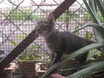 Kittens X 4 - Domestic Short Hair Cat