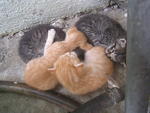 Kittens X 4 - Domestic Short Hair Cat