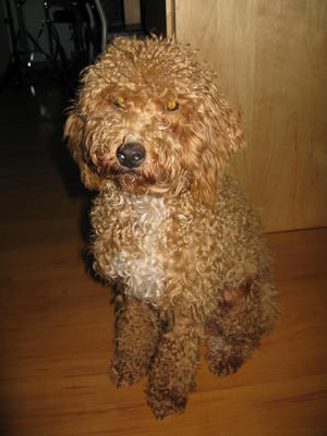 Piko - Poodle Dog