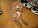 Piko - Poodle Dog