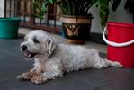 Snoopy - Maltese Dog