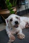 Snoopy - Maltese Dog