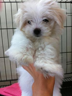 Snowy Maltese - Maltese Dog