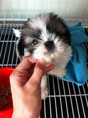 Male Shih Tzu - Shih Tzu Dog