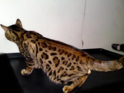 Dominantbengals Hot Rod(Sold) - Bengal Cat