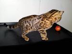 Dominantbengals Hot Rod(Sold) - Bengal Cat