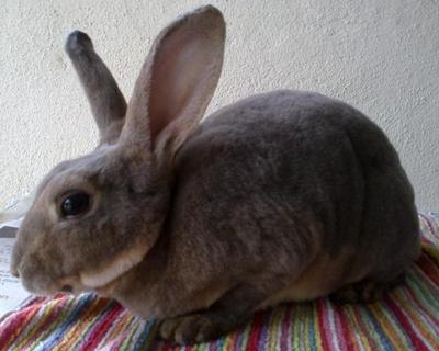 Mini Rex Buck Opal - Mini Rex Rabbit