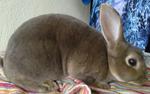 Mini Rex Buck Opal - Mini Rex Rabbit