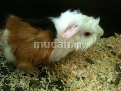 Chuky - Guinea Pig Small & Furry