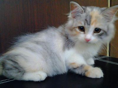 Female  - Persian Cat