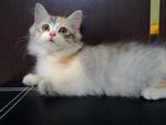 Female  - Persian Cat