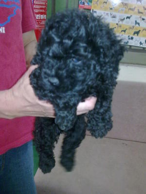 Pure Blacky Female Toy Poodle - Poodle Dog