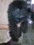 Pure Blacky Female Toy Poodle - Poodle Dog