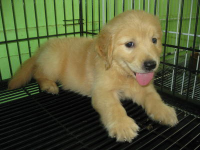 Cute2 Golden Retriever Puppies - Golden Retriever Dog