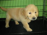 Cute2 Golden Retriever Puppies - Golden Retriever Dog