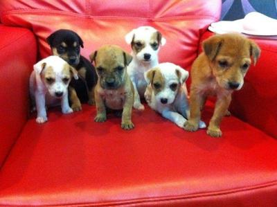 The Cute Cute Bunch - Mixed Breed Dog