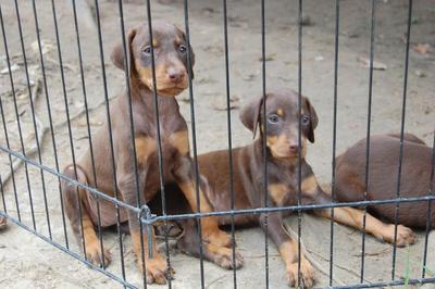 Doberman Pups (Dragon Year) - Doberman Pinscher Dog