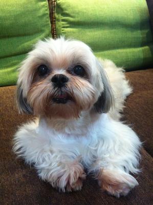 Phe Phe - Shih Tzu Dog