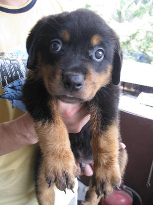 Cute2 Rottweiler Puppies - Rottweiler Dog