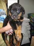 Cute2 Rottweiler Puppies - Rottweiler Dog