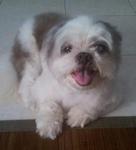 Toto - Shih Tzu Dog