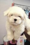 Maltese Tiny Size  - Maltese Dog