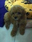 Toy Poodle - Poodle Dog