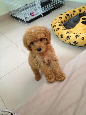 Toy Poodle - Poodle Dog