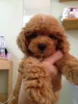 Toy Poodle - Poodle Dog