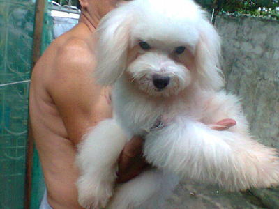 Maltese Male.healthy - Maltese Dog