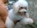 Maltese Male.healthy - Maltese Dog