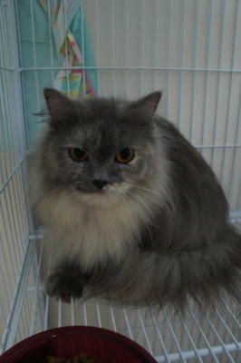 Aramis - Persian Cat