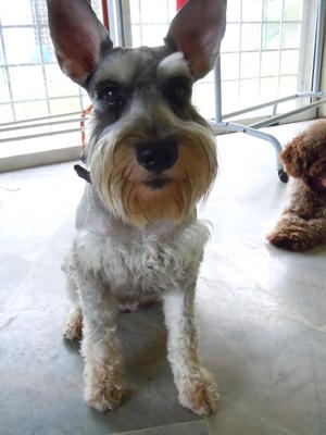 Martell - Schnauzer Dog