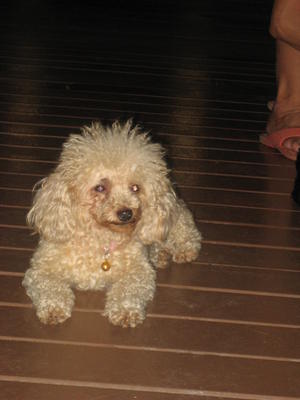 PF29928 - Poodle Dog