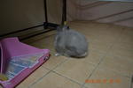 Bushy Bunny - Angora Rabbit Rabbit