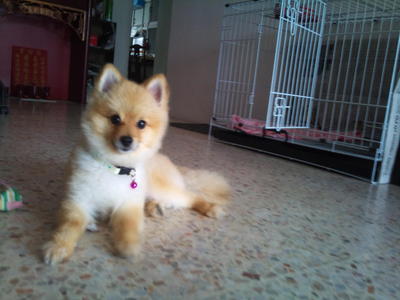 Lucky Baby - Pomeranian Dog