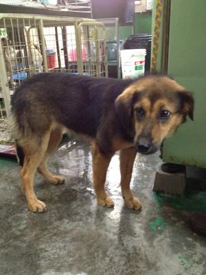 Wombat - Mixed Breed Dog