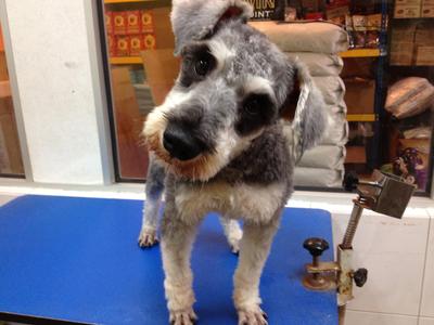 Er Pa - Schnauzer Dog