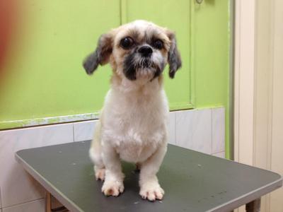 Eascrach - Shih Tzu Dog