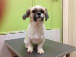 Eascrach - Shih Tzu Dog