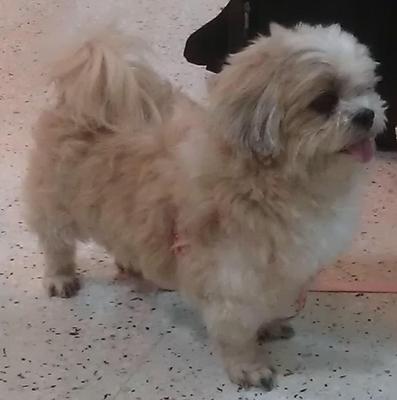 Sheena - Shih Tzu Dog