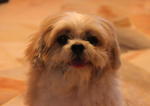 Sheena - Shih Tzu Dog