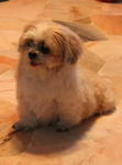 Sheena Cheah - Shih Tzu Dog