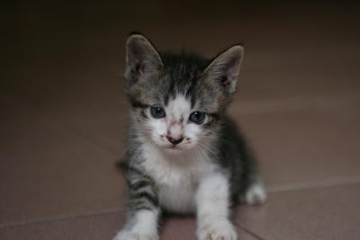 Stripey, Mighty-m &amp; Mono - Domestic Short Hair + Siamese Cat