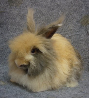 Locy - Angora Rabbit Rabbit