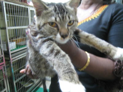 Tabbybengal - Tabby + Bengal Cat